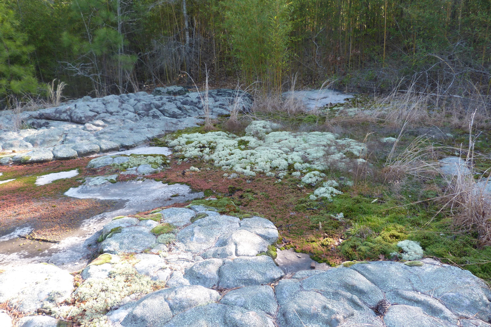 Bama Rock Garden closed for public use Tuscaloosa County Parks